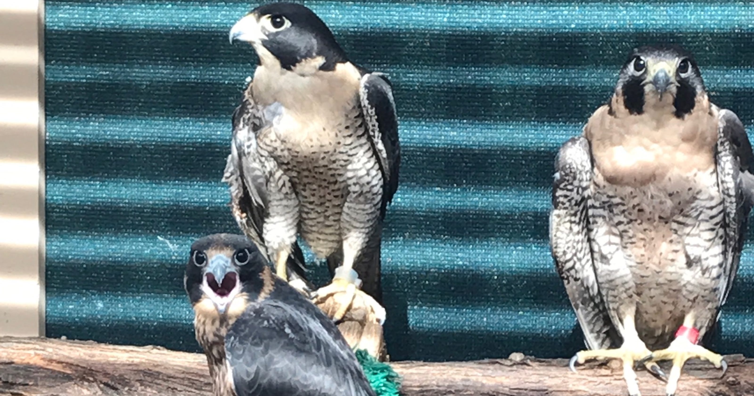 Birds of prey reintroduced into wild after rescue from summer heat