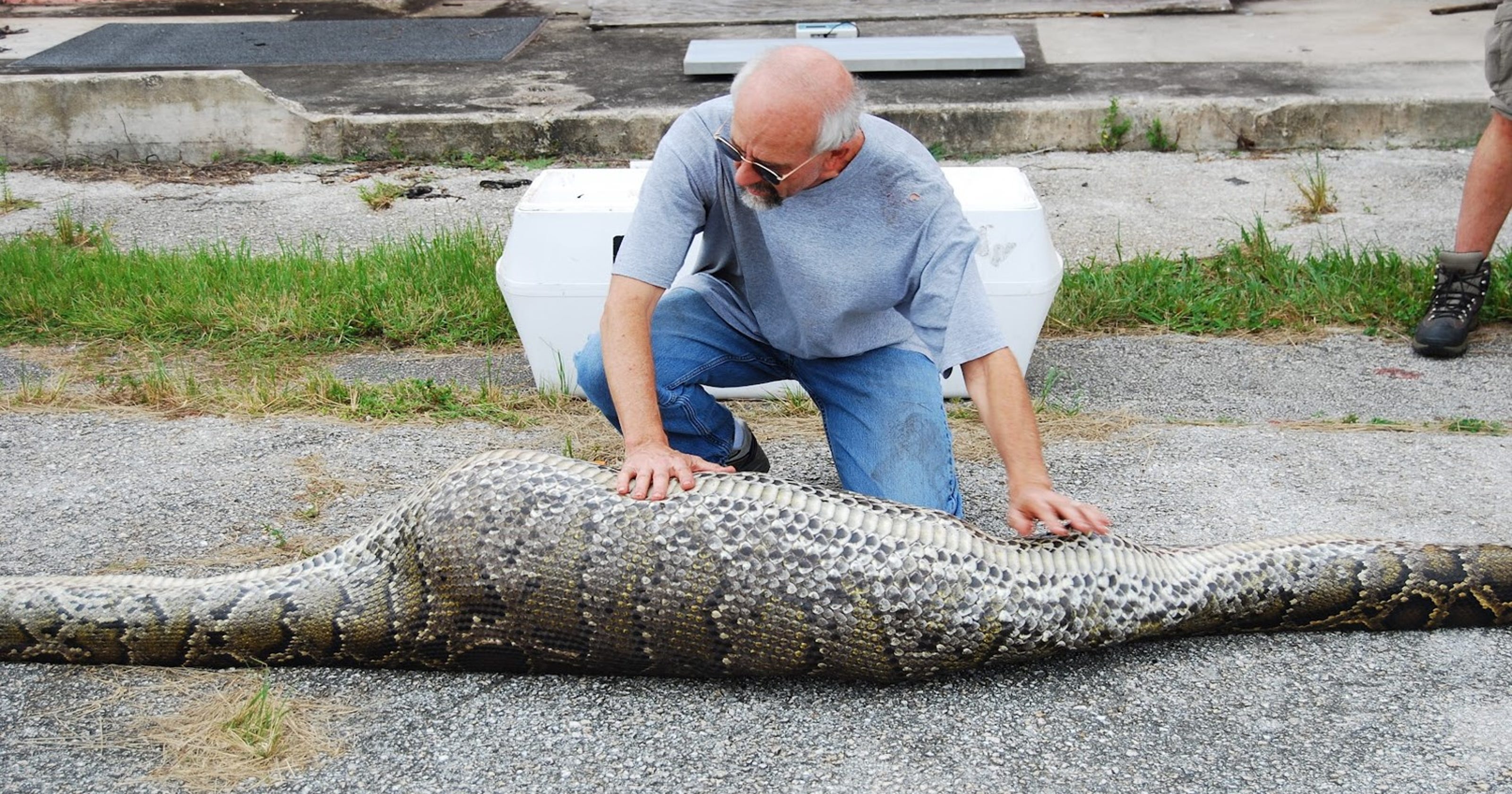 Florida's least wanted: 10 invasive animal species that are wrecking