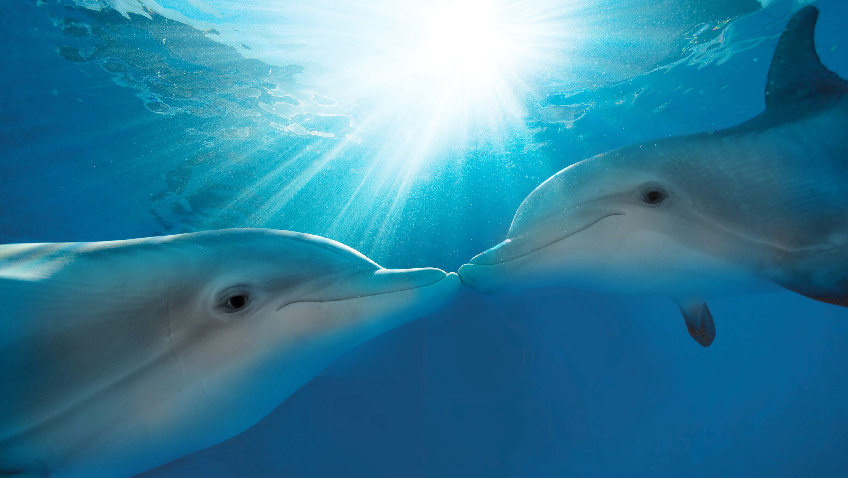 Clearwater Beach A Favorite Of Dolphin Tale 2 Star