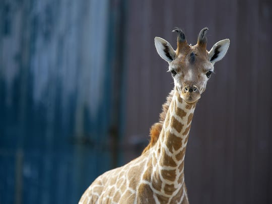 Xena, a baby giraffe born on January 1, is curious