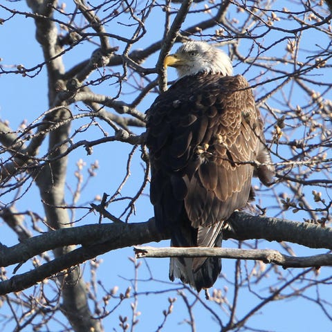One of the pair of nesting Bald Eagles are shown...