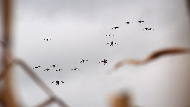 Viewed from an adjacent block of standing corn, a flock of Canada geese glides down to a recently harvested soybean field in Ozaukee County, Wis.