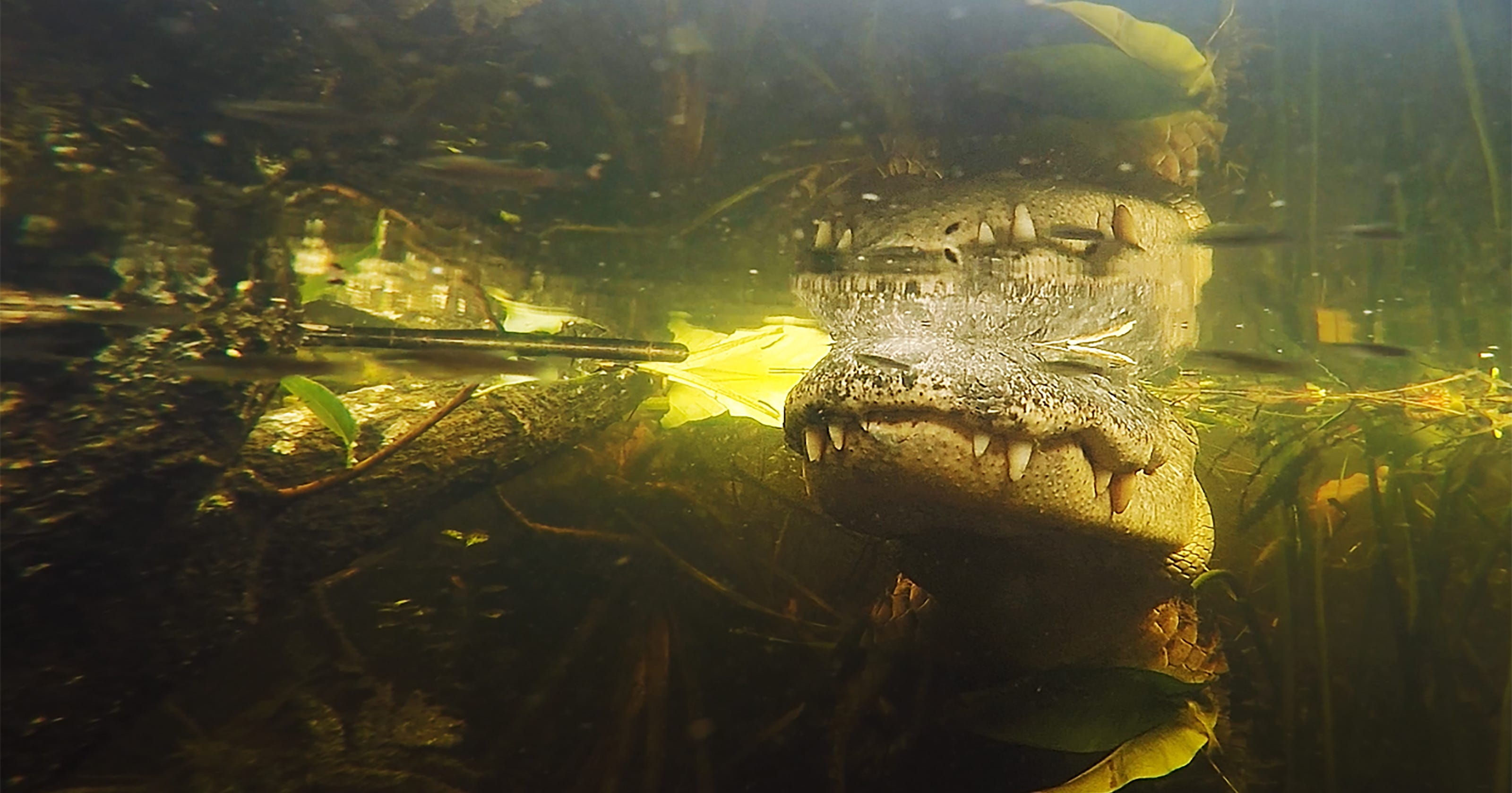 Up close and underwater video of Florida alligators in the wild