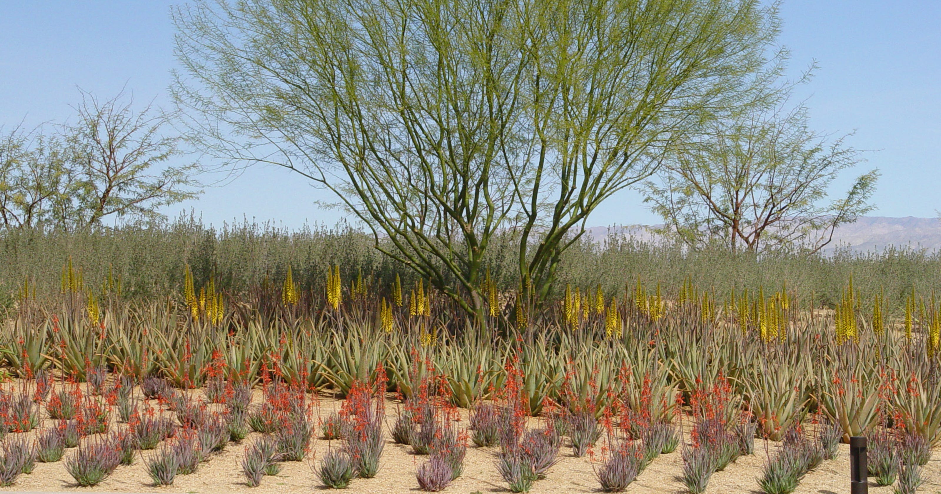 Avoiding the aloe vera flop in the Palm Springs area desert