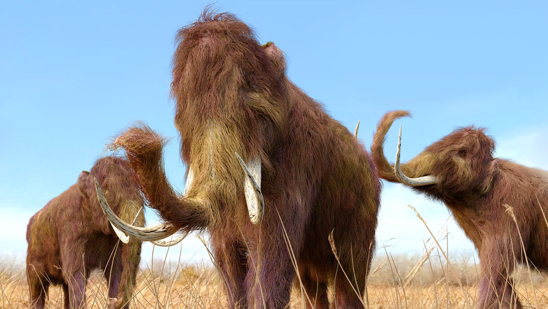 Woolly Mammoths could be 'de-extinct' in 2 years