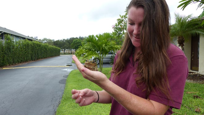 Jennifer Southall holds a cane toad she keeps for educational and research purposes. Most nights, she walks around her neighborhood, trying to find and catch the invasive toads found near canals, lakes and standing water. She has caught more than 100 cane toads in the last two months.