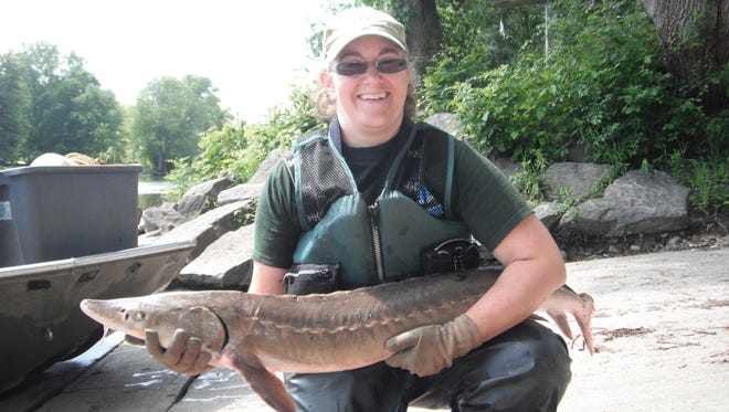 Research ecologist Dawn Dittman holds a lake sturgeon taken in the Seneca River during an assessment of the NYSDEC's restocking efforts in 2015.