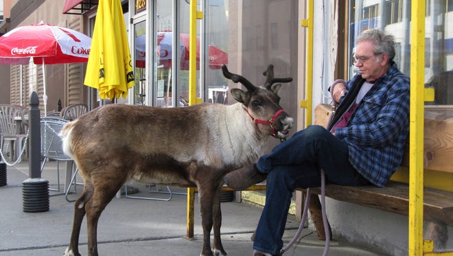 FILE - This May 23, 2010, file photo shows Star the reindeer and her owner, Albert Whitehead, taking a break during a stroll through downtown Anchorage, Alaska. The 15-year-old reindeer, the sixth of a line of local pet reindeer died Saturday, Oct. 7, 2017.