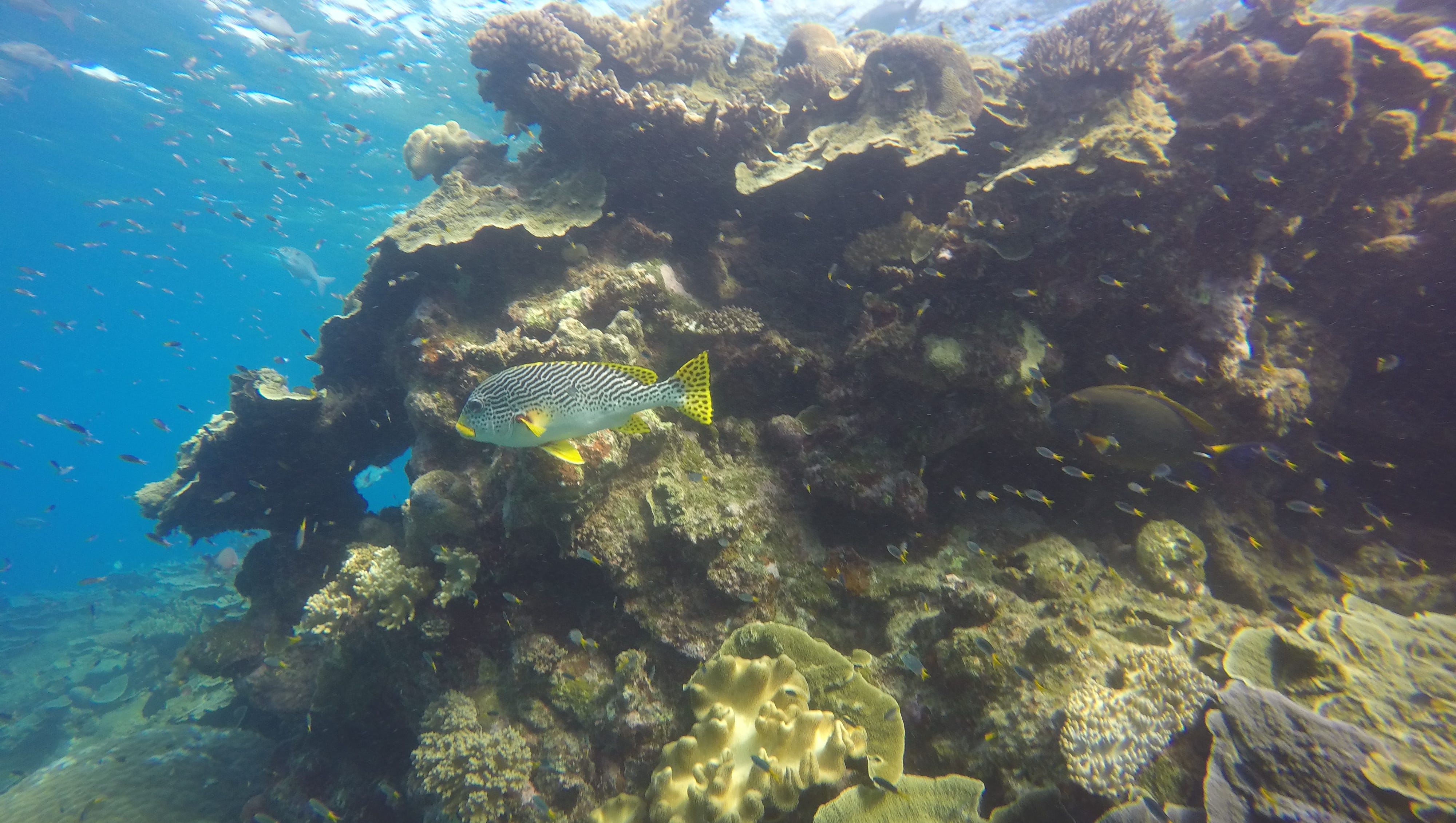 Visiting Australia S Great Barrier Reef A Reporter Reflects On Its Crisis