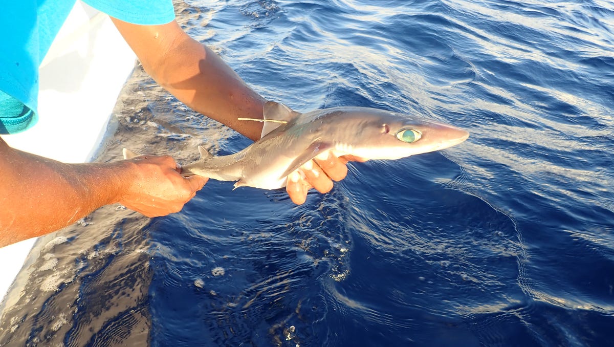 Photos Shark Species Squalus Clarkae Or Genie S Dogfish