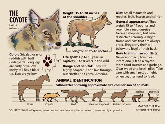 Compare animals. Койот иерархия. Animals Comparison. Койот в сравнении с человеком. Comparing animals.