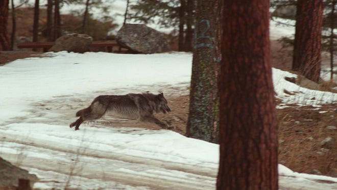 FILE - This Jan. 14, 1995 file photo shows a wolf leaping across a road into the wilds of Central Idaho north of Salom. A conservation group says Idaho officials are overestimating the number of wolves in the state because they use sightings by hunters rather than relying solely on trained professionals. (AP Photo/Douglas Pizac, file)