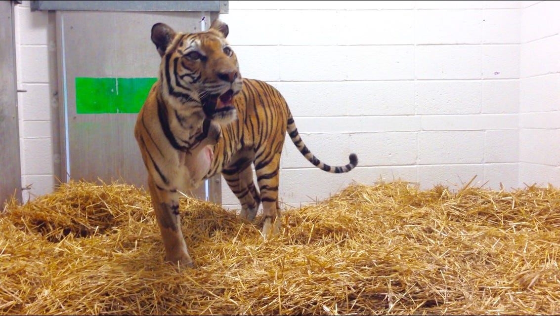 Injured Tiger Not Going Anywhere Dickerson Park Zoo Says