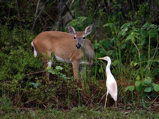 Species-migration Species-migration