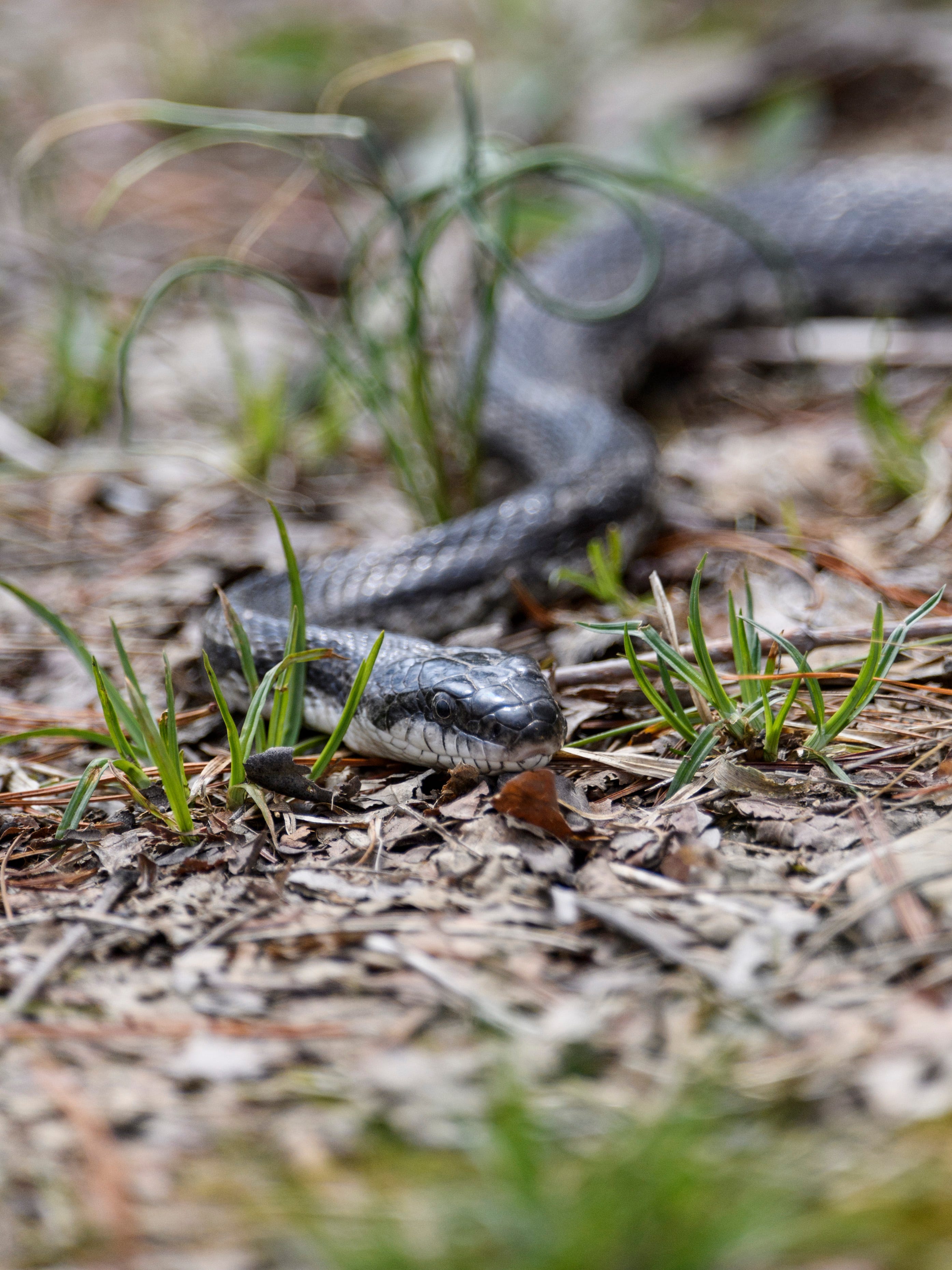 Patoka Fish and Wildlife Area a hidden gem