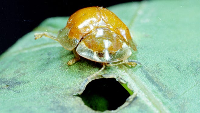 The golden tortoise beetle, or gold bug, prefers the leaves of sweet potato vine, morning glory and other members of plants in that family.