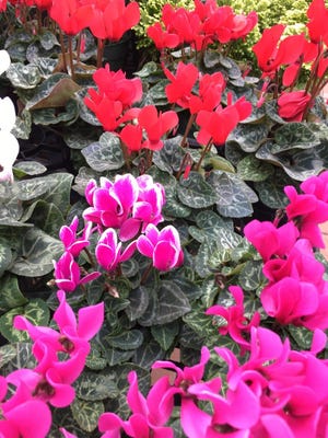 Cyclamen offers a variety of color in winter gardens in Redding.