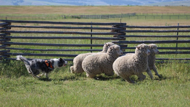 Gracie practices herding domestic sheep with trainers from the Wind River Institute.