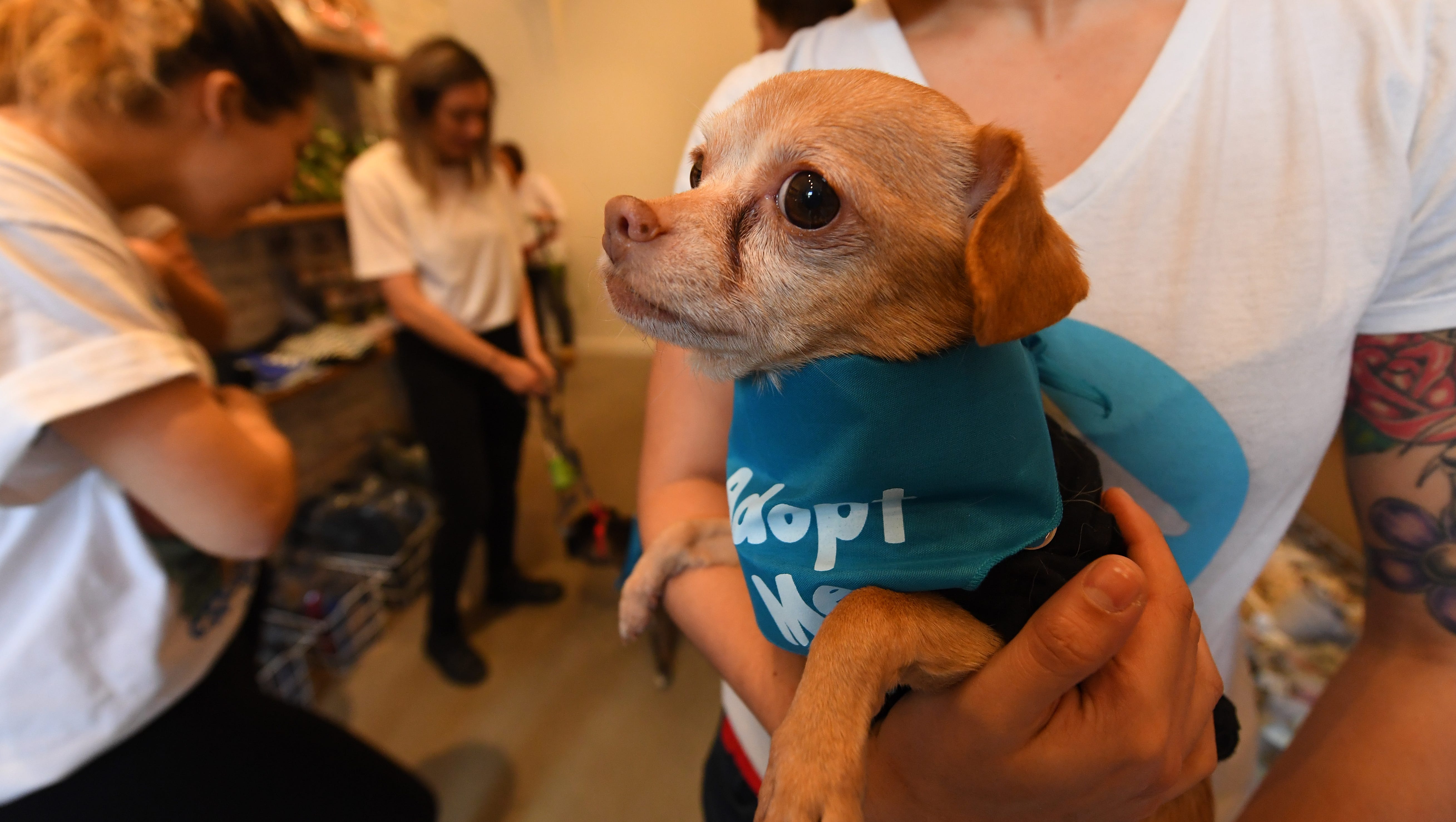Dog Cafe In New York City Boris Horton Pairs Coffee With Canines