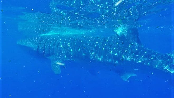 A whale shark, estimated at 25 feet in length by Tony Crumrine of Cracker Charters in Lake Park, visited the nearshore waters of Palm Beach Sunday.