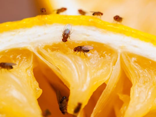 Fruit Flies Tips For Getting Rid Of Fruit Flies In Your Home And