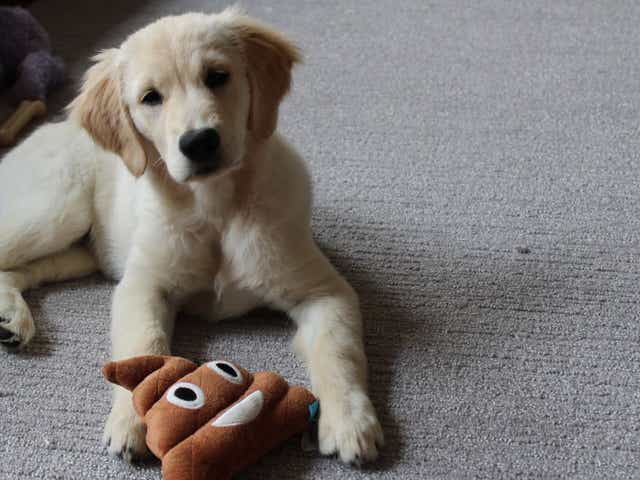 20 Must Have Products For New Dog Owners