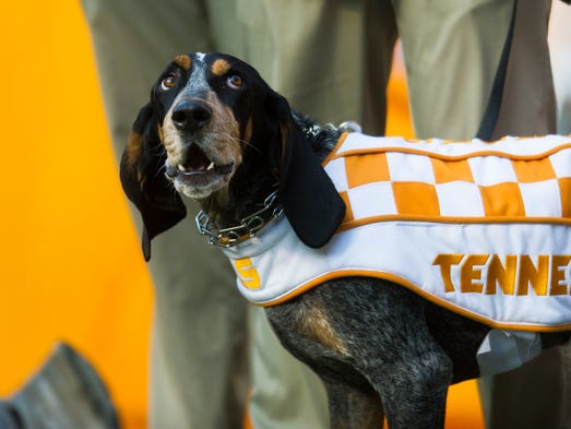 Smokey stands on the sidelines during a game between