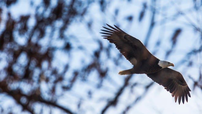 March 1, 2017 - A bald eagle is seen flying towards its nest on the southern shore of Reelfoot Lake. Reelfoot Lake, 100 miles north of Memphis, is one of the largest nesting areas for bald eagles in North America outside of Alaska. It is home to 35 nesting pairs of bald eagles. "This is one of the largest winter wintering grounds for eagles outside of Alaska," Jerry Hall, a ranger at Reelfoot Lake State Park said. "Our population could as much as double or triple depending on how much cold weather we get to push the birds down for the winter months." Eagle watching at Reelfoot is best in January and February when the leaves are off the trees and the birds are actively feeding around their nest sites, Hall said about the many nests that are visible from the roads around Reelfoot. Reelfoot Lake State Park is along the Mississippi Flyway,  a bird migration route that follows the Mississippi River, which in part is why so many eagles make Reelfoot their home. "Reelfoot has done so well because it has massive amounts of fish and waterfowl," Jerry Hall said. "Those are the two main foods for bald eagles. In the winter months they're waterfowl hunters." Most eagle eggs will hatch by early march and the young will grow to be as large as their parents in just three to four months. To recognize them as a bald eagle with their telltale white feathers and yellow beaks will take another 5 years before the birds fully mature.