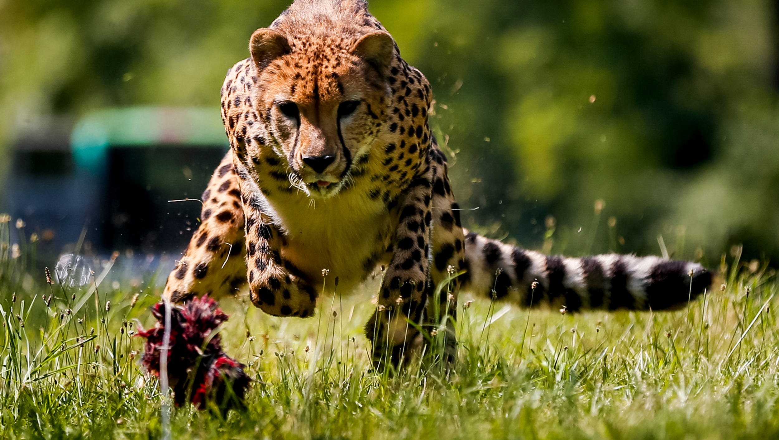 Cheetah Run Mountain Man Biathlon News From Around Our 50 States