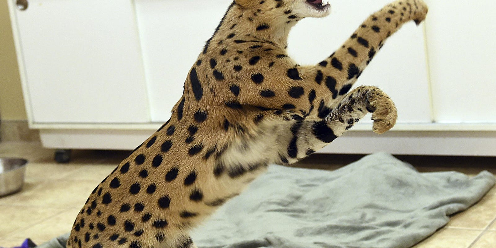 Deputy Shoots Wild Cat After It Attacked A Dog And