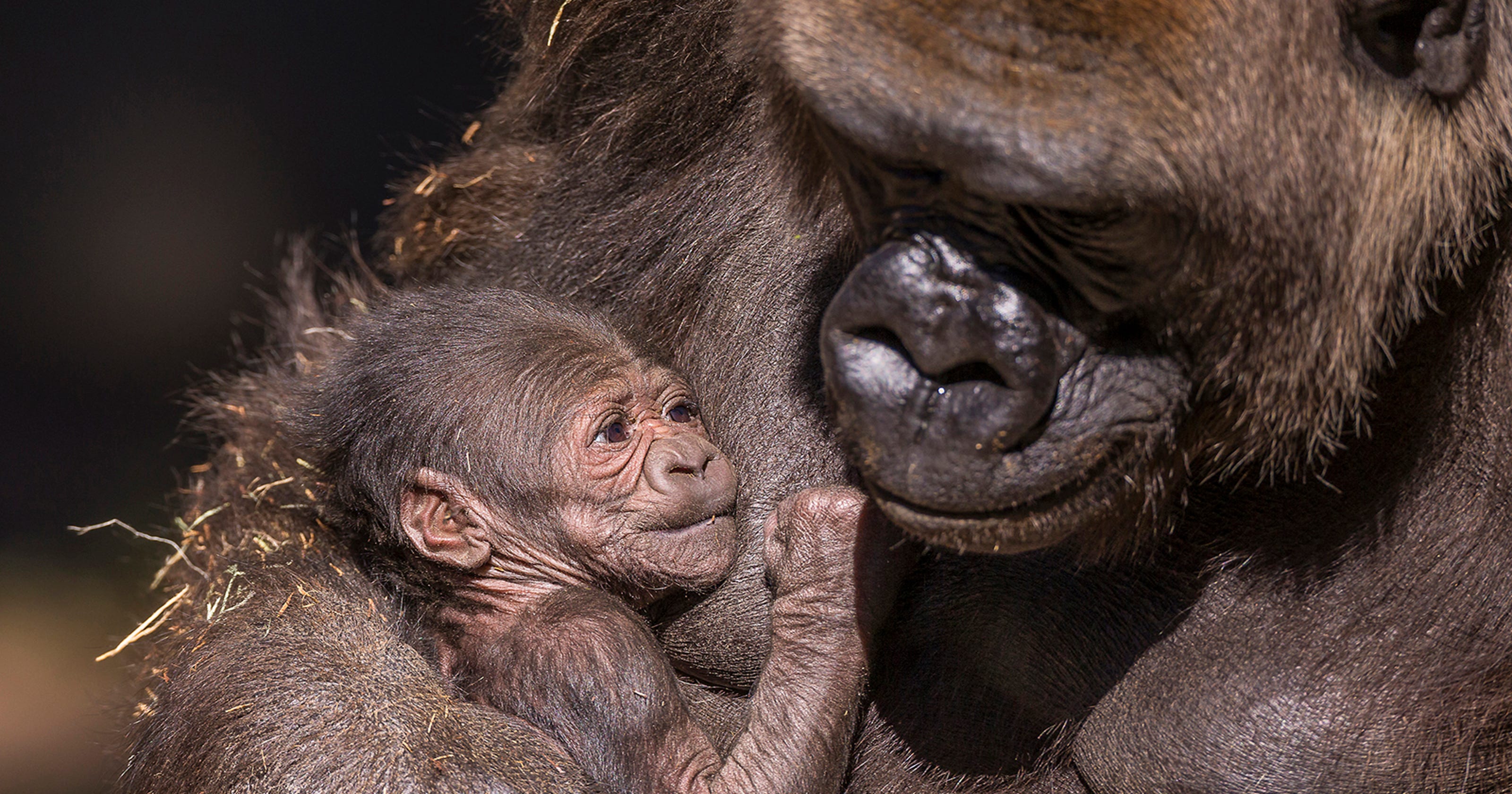 Baby zoo animals to visit during the holidays