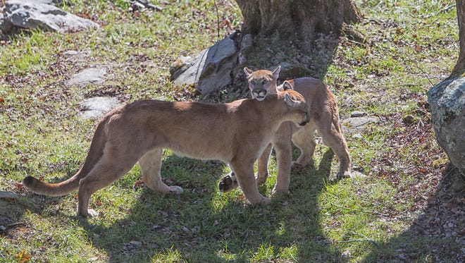Logan and Trinity, a sibling duo of Western cougars, nuzzle each other in their new habitat. Grandfather Mountain 
adopted them in March 2016, after they’d been orphaned in the wilds of Idaho before they could learn to hunt. They were found on an Idaho man’s property that January, emaciated and searching for food. Upon rescuing them, Idaho Fish and Game contacted Grandfather’s habitat staff to see if the mountain could provide the cubs a home.