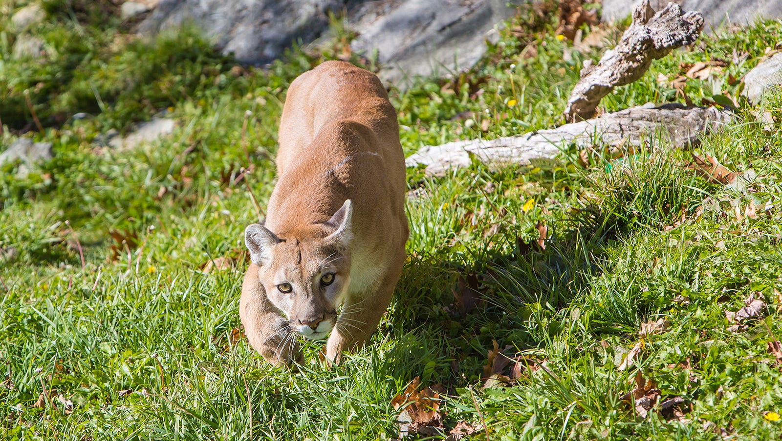 Cougars in the Finger Lakes? Of course they're here, at least kind of