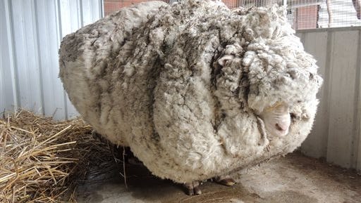 In this photo provided by the RSPCA/Australian Capital Territory, an overgrown sheep found in Australian scrubland is prepared to be shorn in Canberra, Australia, Thursday, Sept. 3, 2015. The wild, castrated merino ram named Chris, yielded 40 kilograms (89 pounds) of wool — the equivalent of 30 sweaters — and sheded almost half his body weight. (RSPCA ACT/ via AP) EDITORIAL USE ONLY, NO SALES