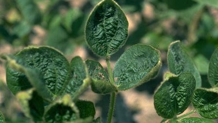 Cupped leaves are a symptom of dicamba damage to soybeans.