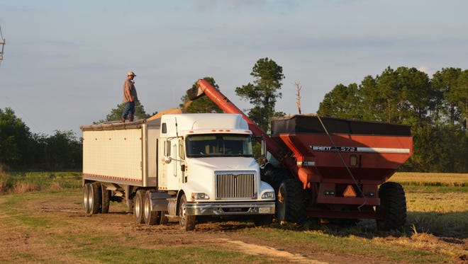 A second crop of rice is loaded onto a truck in Acadia Parish. Most farmers are reporting their best second crop yields ever in south Louisiana.