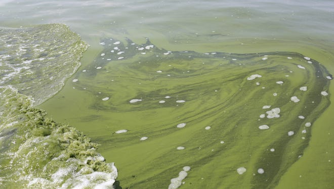 In this Aug. 3, 2014 file photo, algae is seen near the City of Toledo water intake crib in Lake Erie, about 2.5 miles off the shore of Curtice, Ohio.  Environmentalists, scientists and farmers agree that agriculture runoff is feeding the blue-green algae blooms on Lake Erie that are linked to the toxins found in the drinking water of 400,000 people last weekend. The head of the regional U.S. Environmental Protection Agency office says conditions in the waters of Green Bay could be ripe for the same kind of algae that caused the water in Ohio to be undrinkable.