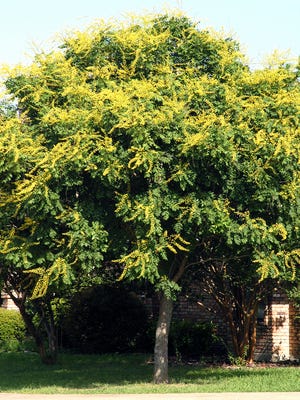 Golden raintree is a stunning selection for a small landscape spot.