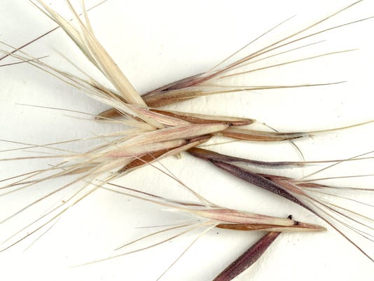 Foxtails Can Hurt Dogs Here S What To Do