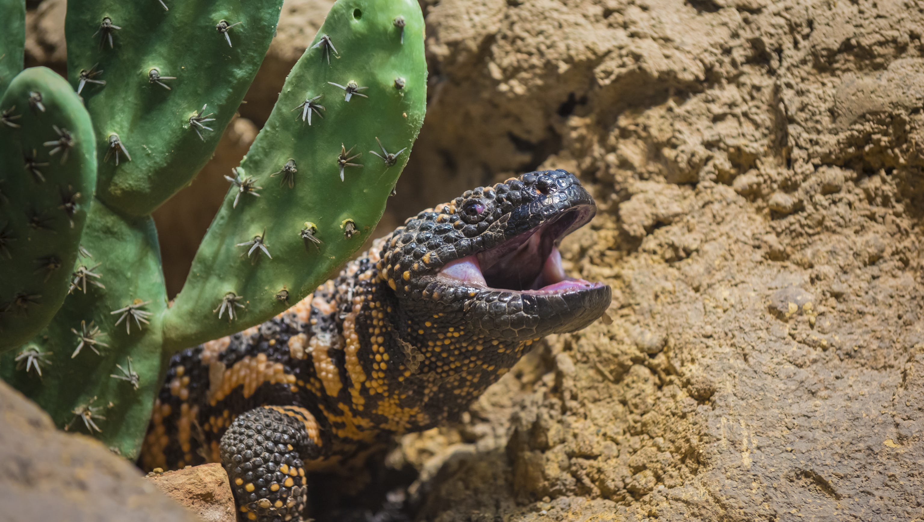 The only venomous lizard in America, the gila monster is federally protected and illegal to capture. Arizona has two limited license provisions for ownership: for education and wildlife rehabilitator.