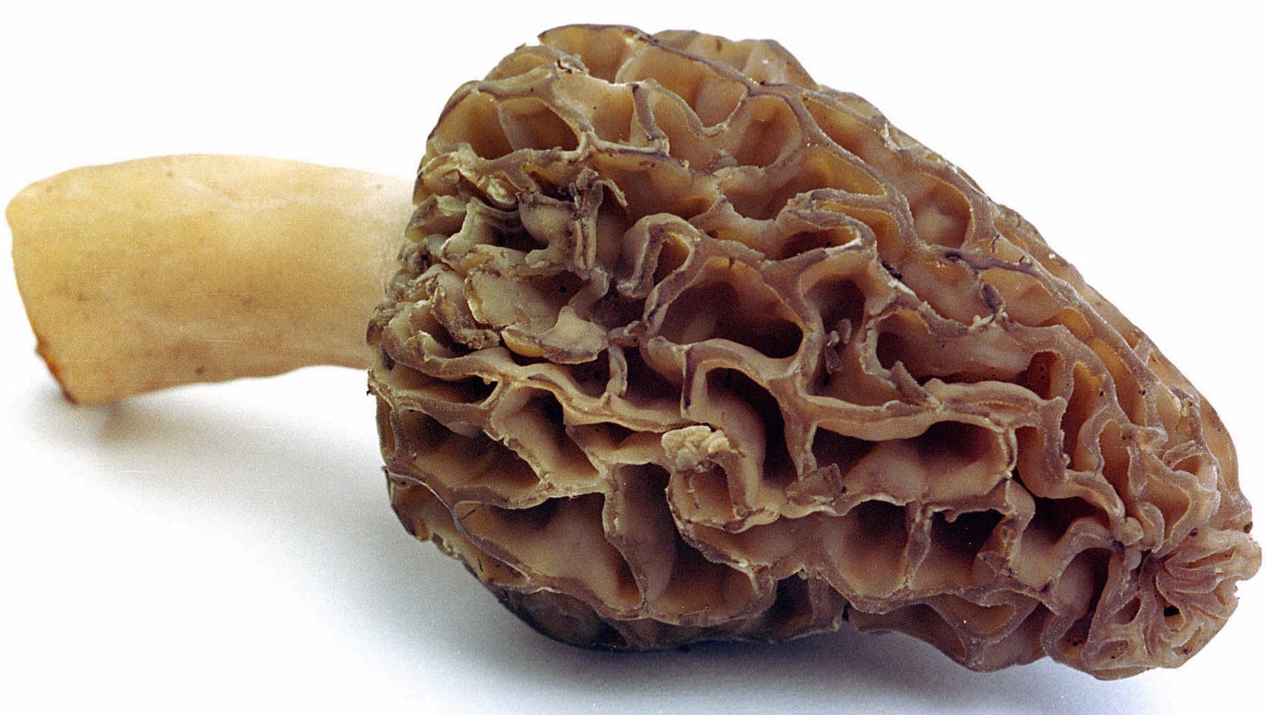 Morel mushroom season has arrived. Here's what you need to know.