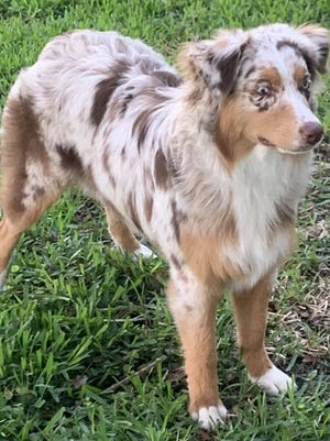 According to Gregg Flowers, "I have a cue for everything I want my dog, Tillie, to do, and I recommend having a potty cue, simply for concise communication purposes."