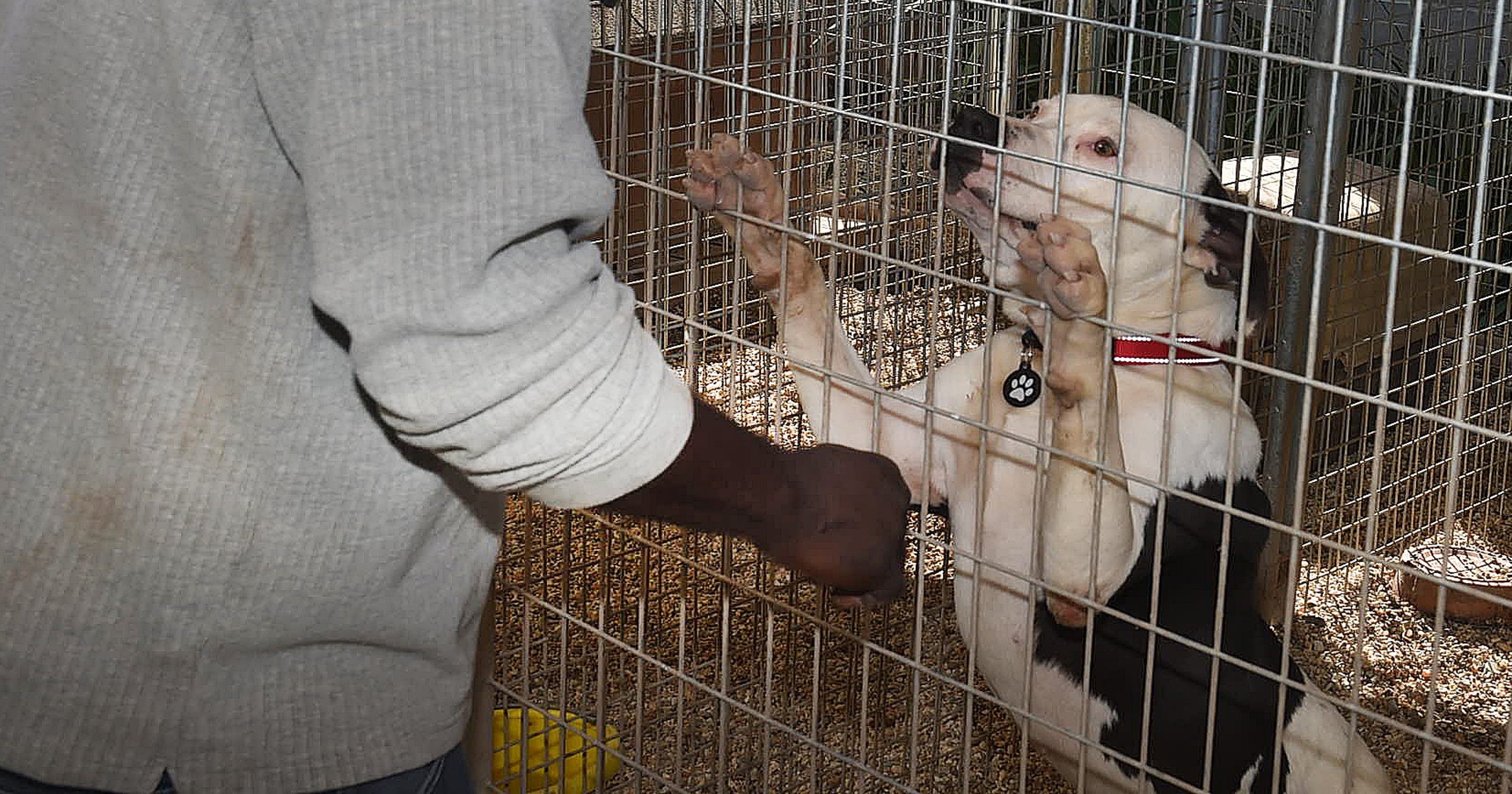 Ouachita Parish Animal Shelter Monroe La - wsbtmm6