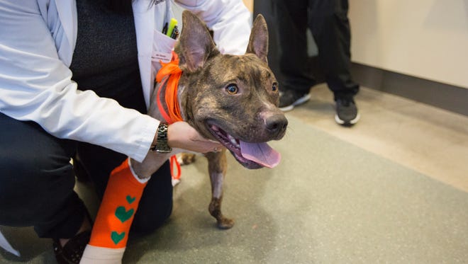 Tigger, a two-year-old Staffordshire terrier mix, leaves Oregon State University's College of Veterinary Medicine in November of 2016, after surgery to correct one of two birth-defected front legs. The first front leg surgery went well, but a second one has been postponed until Tigger recovers from surgery to his hind leg caused by an over-reliance on it.