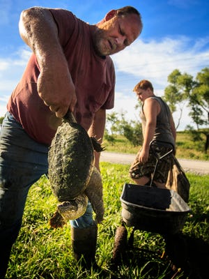 Brian Forbes and J.C. Covert harvest turtles from a pond near Tabor Friday, July 8, 2016.