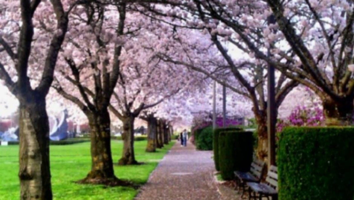 Readers capture cherry blossoms, Part II