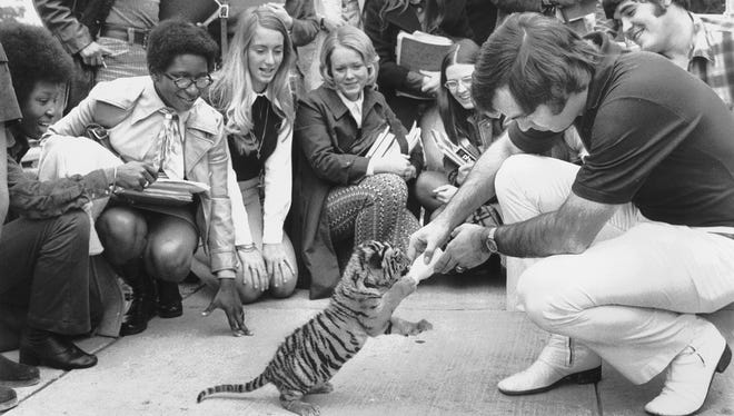 MSU's new, and yet unnamed mascot, a 7 1/2 pound Bengal tiger, takes a lunch break during his introduction to students by handler Bill Poarch on November 10, 1972. The young mascot was purchased from a Danville, Illinois, animal broker by the Highland Hundred booster group for $1,500 and was to be introduced to the public during pregame ceremonies of the Tigers game with Cincinnati the following day.