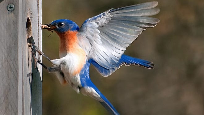Citizen science volunteers have documented 558 bluebird fledglings in Harwich since 2008.