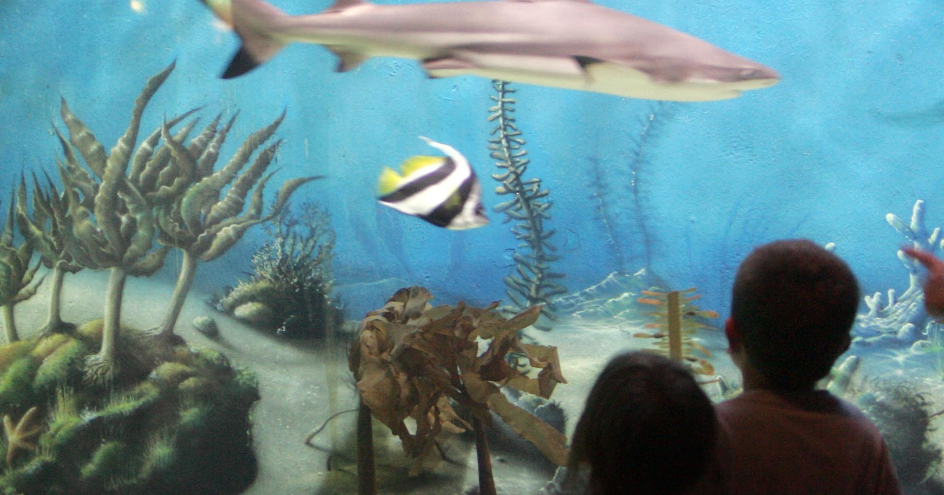 Jenkinson's Aquarium brings ocean indoors