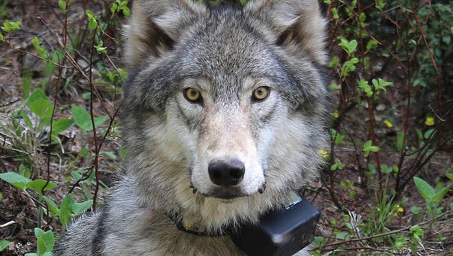 This March 13, 2014 photo provided by the Oregon Department of Fish and Wildlife shows a female wolf from the Minam pack outside La Grande, Ore., after it was fitted with a tracking collar. As the battle over Oregon's recent delisting of the gray wolf as endangered wages on in the courtroom, the state's lone Republican Congressman Greg Walden helped convince the U.S. House of Representatives to approve a plan to remove all protections for the species at the federal level. (Oregon Department of Fish and Wildlife via AP, file)
